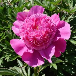 Пион Пинк Пом Пом (Paeonia Pink Pom Pom)