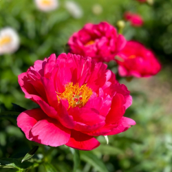 Пион Распберри Чарм (Paeonia Raspberry Charm)