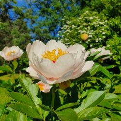 Пион Реквием (Paeonia Requiem)