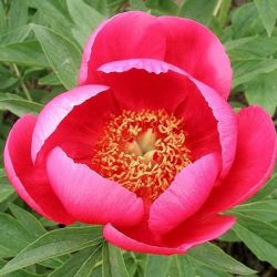 Пион Роуз Гарленд (Paeonia Rose Garland)