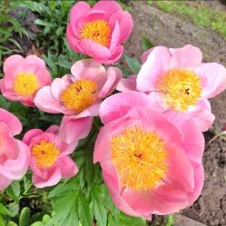 Пион Розелетте (Paeonia Roselette)