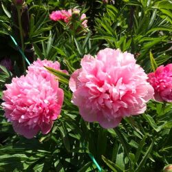 Пион Салмон Бьюти (Paeonia Salmon Beauty)
