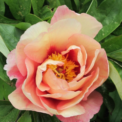 Пион Сонома Флузи (Paeonia Sonoma Floozy)