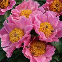 Пион Шугар энд Спайс (Paeonia Sugar n` Spice)