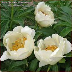Пион Серафим (Paeonia Seraphim)