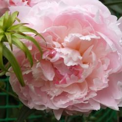 Пион Сережа (Paeonia Serezha)