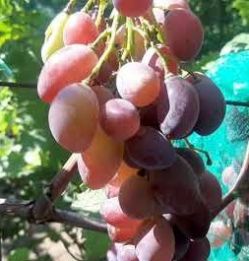 Виноград Шакира