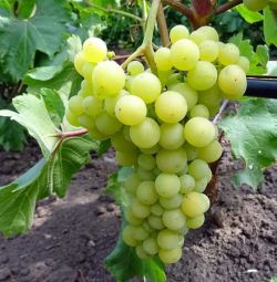 Виноград Лиепаяс Дзинтарс
