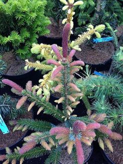 Ель сербская Ротер Аустриб (Picea omorika Roter Austrieb)