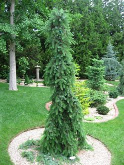 Ель сербская Брунс (Picea omorika Bruns)
