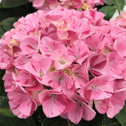 Гортензия крупнолистная Рандеву Конфетти Гепард (Hydrangea macrophylla Confetti Guepard)