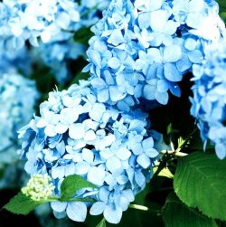 Гортензия крупнолистная Компеито (Hydrangea macrophylla Kompeito)