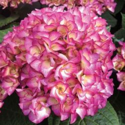 Гортензия крупнолистная Графиня Коссель (Hydrangea macrophylla Grafinya Kossel)