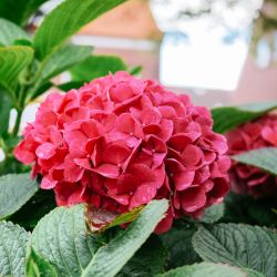 Гортензия крупнолистная Ред Барон (Hydrangea macrophylla Red Baron)