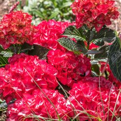 Гортензия крупнолистная Блек Даймондс Дарк Энджел Ред (Hydrangea macrophylla Dark Angel Red)