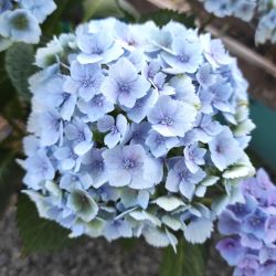 Гортензия крупнолистная Свитч Кассиопея Блю (Hydrangea macrophylla Switch Kassiopeia Blue)