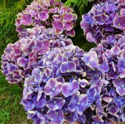 Гортензия крупнолистная Свитч Файетт Блю (Hydrangea macrophylla (Switch Fayette Blue)