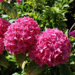 Гортензия крупнолистная Товелит (Hydrangea macrophylla Tovelit)