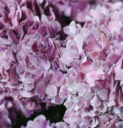 Гортензия крупнолистная Антик (Hydrangea macrophylla Antik)