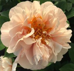 Пион Диоклетиан (Paeonia Diocletian)