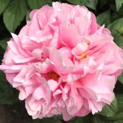 Пион Принцесса Амазонок (Paeonia Amazon Princess)