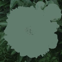 Пион Миллениум (Paeonia Millenium)