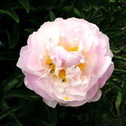 Пион Принцесса цирка (Paeonia Prinzessa of Cirkus)