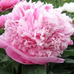 Пион Розовый Исполин (Paeonia Rozovyi Ispolin)