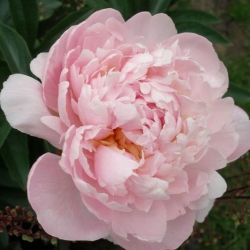 Пион Подмосковный (Paeonia Podmoskownyi)