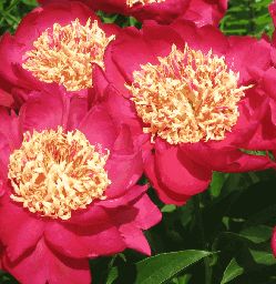 Пион Огни Москвы (Paeonia Ogni Moskvi)
