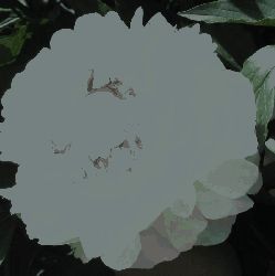 Пион Памяти Гагарина (Paeonia Pamyati Gagarina)