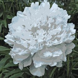 Пион Любимец Парков (Paeonia Lubimetc Parkov)