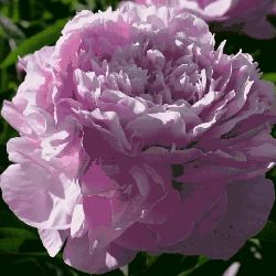 Пион Краса Моего Сада (Paeonia Krasa Moego Sada)