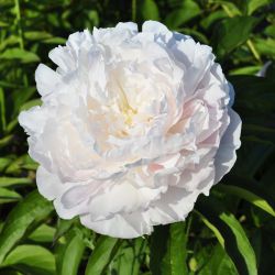 Пион Маунт Эверест (Paeonia Mount Everest)