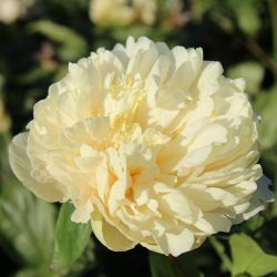 Пион Соутрепс (Paeonia Southrepps)