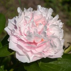 Пион Скай Дэнс (Paeonia Sky Dance)