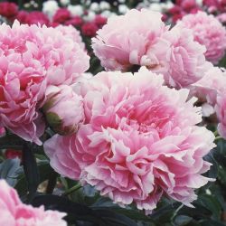 Пион Энсайн Мориарти (Paeonia Ensign Moriarty)