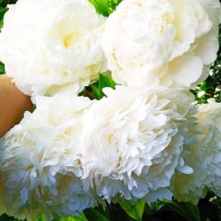 Пион Сильвер (Paeonia Sylver)