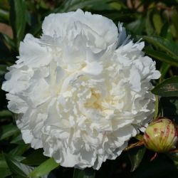 Пион Джейкоб Стайер (Paeonia Jacob Styer)