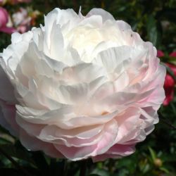 Пион Династия (Paeonia Dynasty)