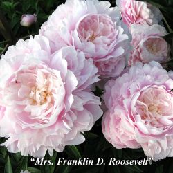 Пион Миссис Франклин Д. Рузвельт (Paeonia Mrs. Franklin D. Roosevelt)