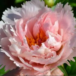 Пион Нельдас Джой (Paeonia Nelda's Joy)
