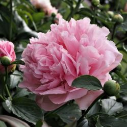 Пион Манитовок Майден (Paeonia Manitowoc Maiden)