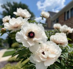 Пион Эльза Сасс (Paeonia Elsa Sass)