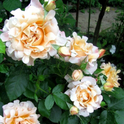 Роза Раффлз Куин (Ruffles Queen)
