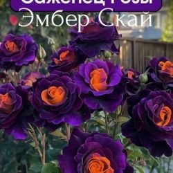 Роза Эмбер Скай