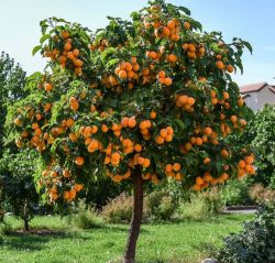 Гибрид персика и абрикоса Перкоче Кинка