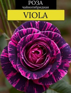 Роза Виола (Viola)
