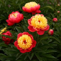 Пион Дорин (Paeonia Doreen)
