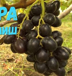 Кишмиш Пандора